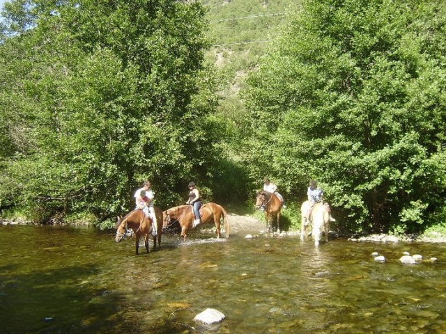 en los caballos